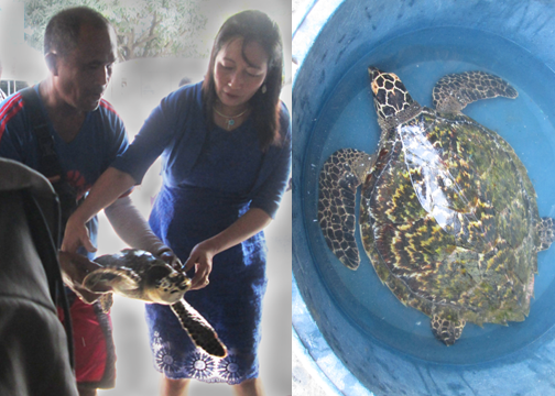 Coast Guard Station Zamboanga, local police recover pawikan in Sta. Cruz Island